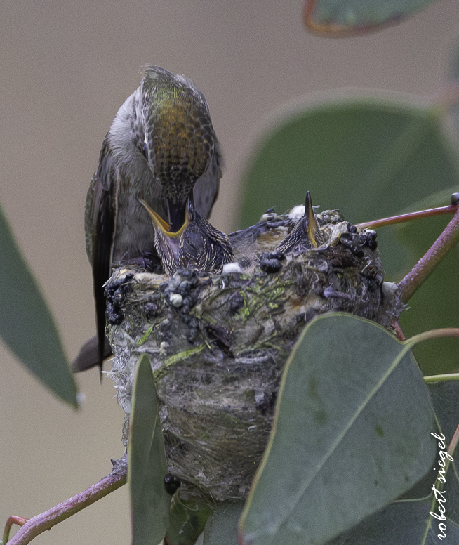 emily renzel wetlands 2026
